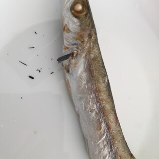 塩カマスの魚グリル焼き！